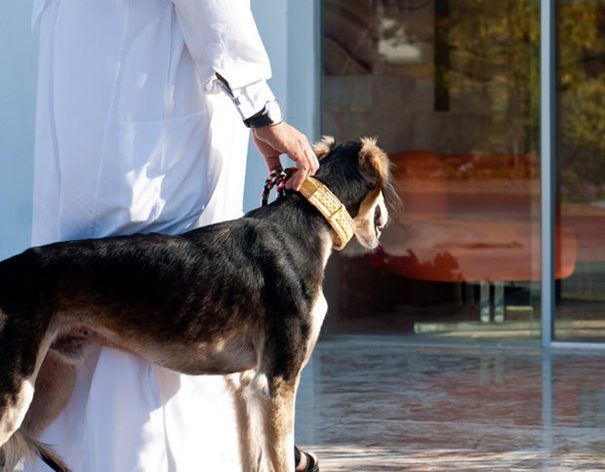 حكمان قضائيان يدينان عمليات قتل الكلاب “الضالّة” بالمغرب: تطبيق مبدأي الضرورة والتناسب في التعامل مع الحيوانات