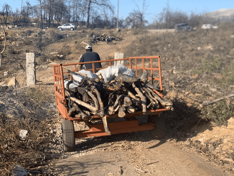أحراج لبنان “ورشة تحطيب ماشية”: الأشجار المعمّرة للبيع والاستعمالات متعدّدة