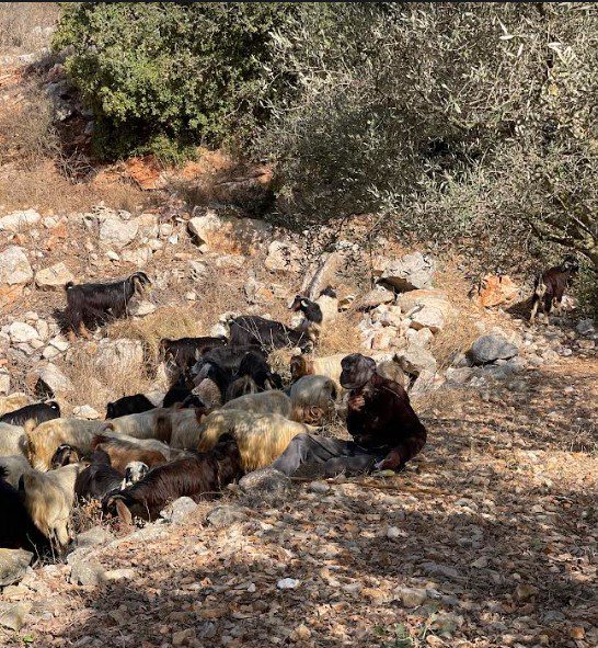 استهداف إسرائيلي ممنهج للرعاة ومراعيهم في جنوب لبنان 
