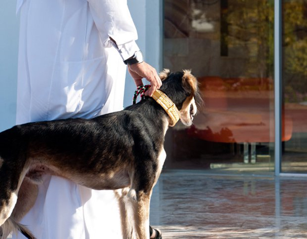 خطة جديدة لمواجهة الكلاب الضالة في المغرب
