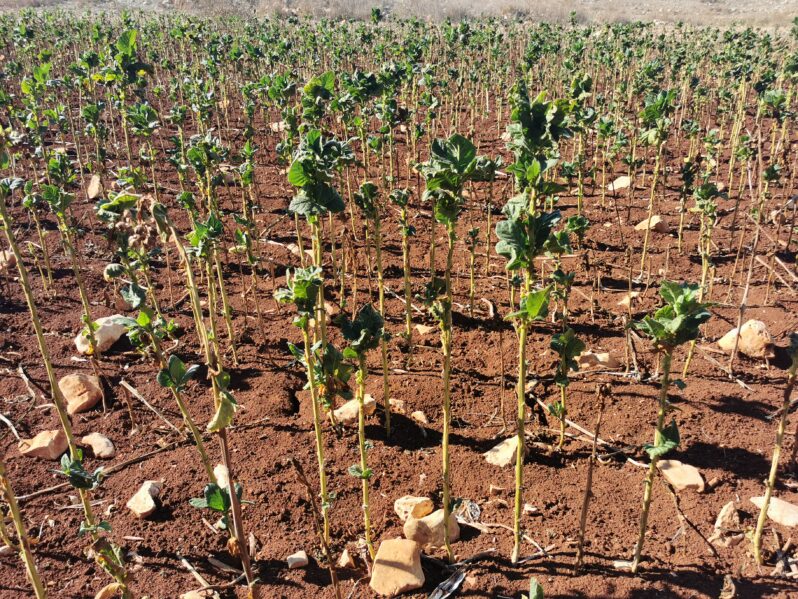 الأزمة تستعر بين مزارعي التبغ والرّيجي: تلف المحصول ولا التسليم بسعر زهيد