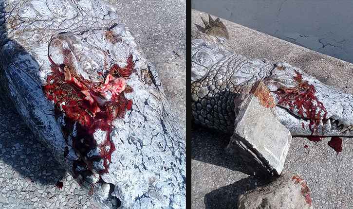 قتل تمساح يفتح ملف حديقة بلفدير في تونس